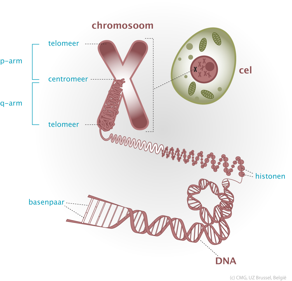 Chromosomen Dna